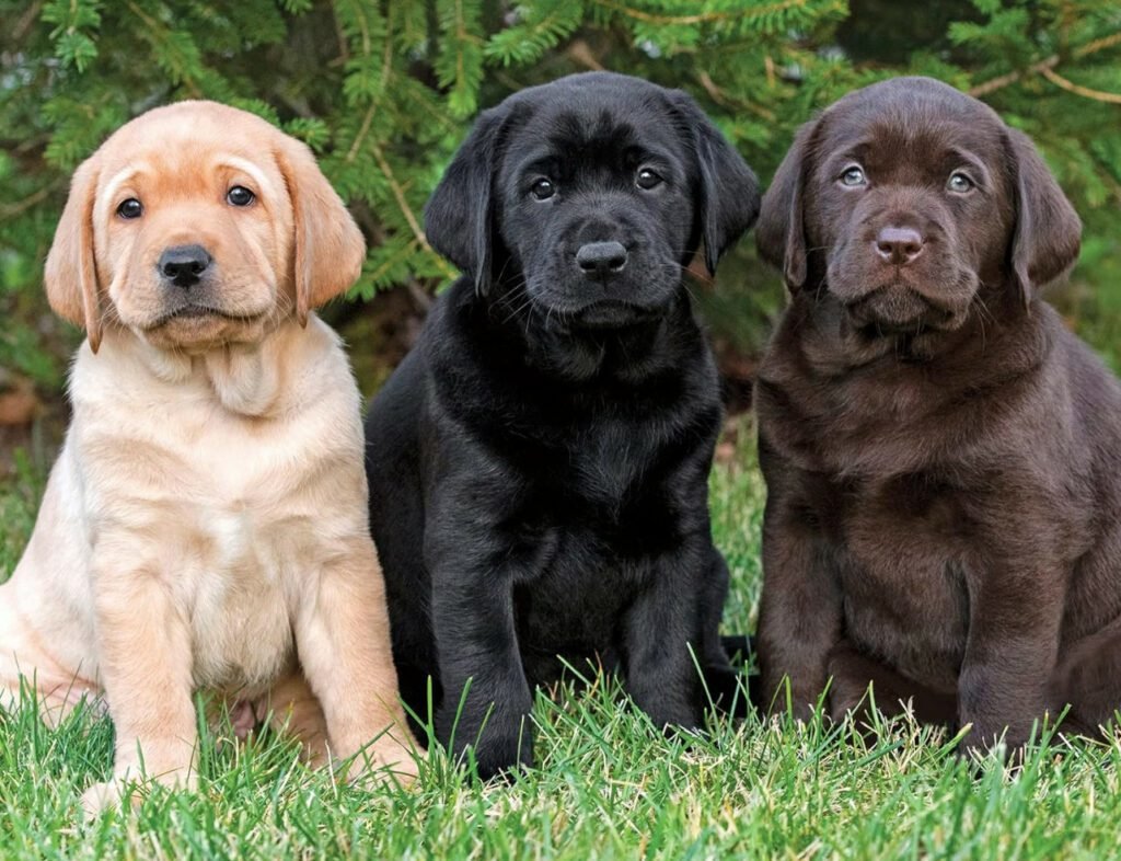 Labrador Dog Price | Cavalier King Charles Puppy for Sale & Pomeranian for Sale