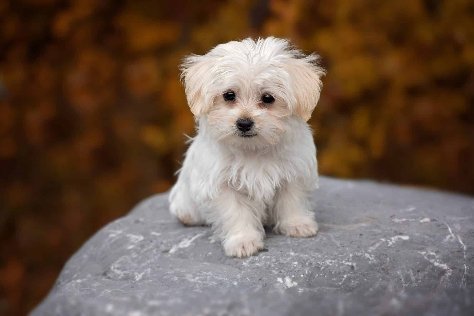 Discover everything about maltese dog, chihuahua dog, and doberman puppy in the UAE. Learn temperament, care needs, training tips, costs, and how to choose the right dog for your lifestyle responsibly.